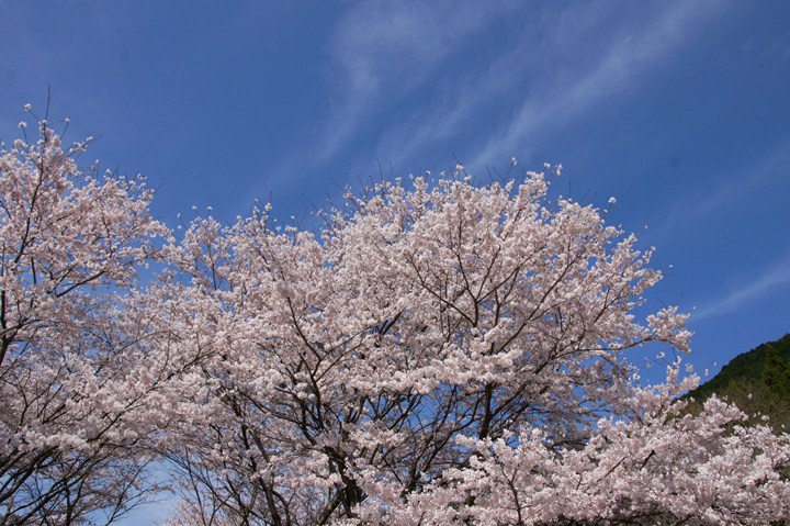1　桜咲く.JPG