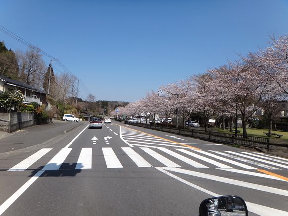 20　道の駅の桜も満開.JPG